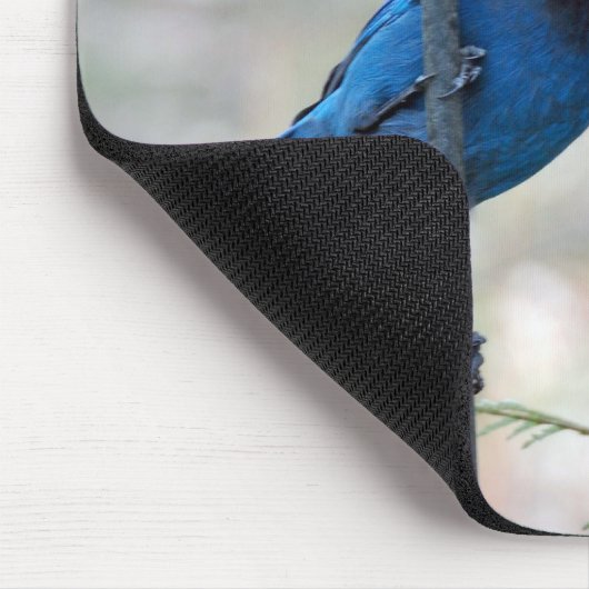 Stellar's Jay Muismat (Hoek)