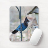 Stellar's Jay Muismat (Met muis)