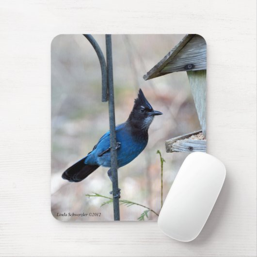Stellar's Jay Muismat (Met muis)