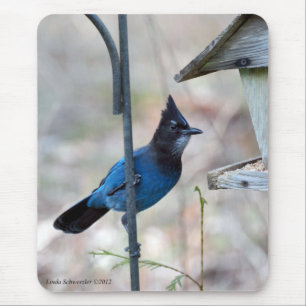 Stellar's Jay Muismat