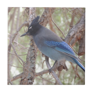 Stellars Jay Tegeltje