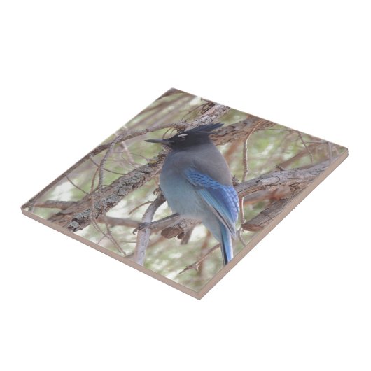 Stellars Jay Tegeltje (Zijkant)