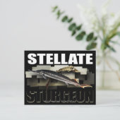 Stellate Sturgeon Briefkaart 3D (Staand voorkant)