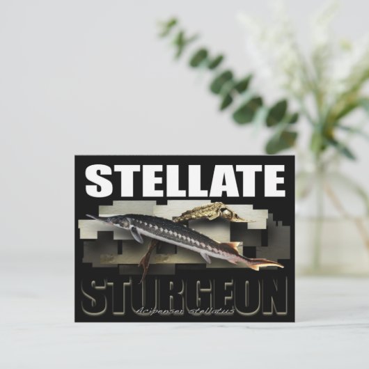 Stellate Sturgeon Briefkaart 3D (Staand voorkant)