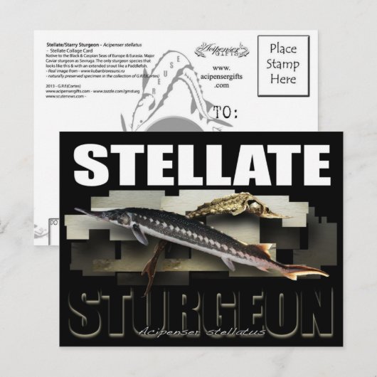 Stellate Sturgeon Briefkaart 3D (Voorkant / Achterkant)