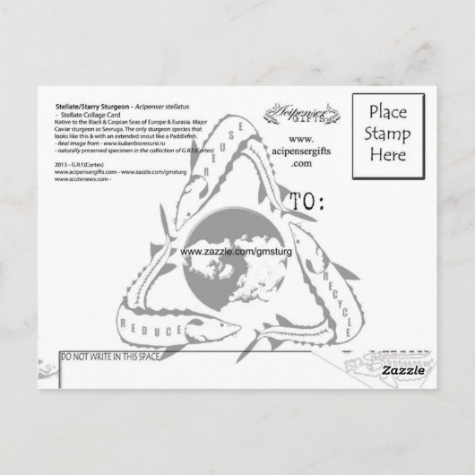 Stellate Sturgeon Briefkaart 3D (Achterkant)