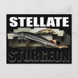 Stellate Sturgeon Briefkaart 3D