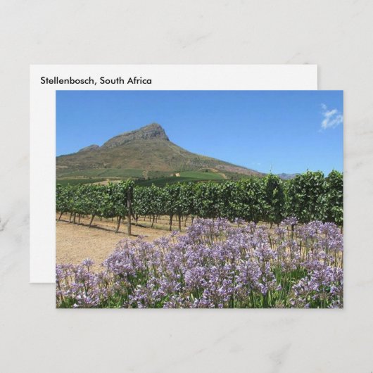 Stellenbosch, Zuid-Afrika Briefkaart (Voorkant / Achterkant)