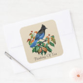  steller Jay bird Thinking of you sticker (Envelop)
