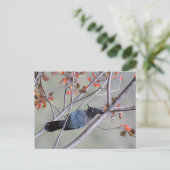 Steller Jay Post Card Briefkaart (Staand voorkant)