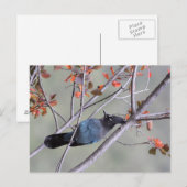 Steller Jay Post Card Briefkaart (Voorkant / Achterkant)