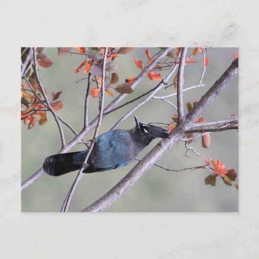 Steller Jay Post Card Briefkaart (Voorkant)