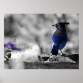 Steller Jay Poster (Voorkant)