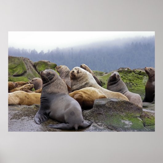 Steller Zee Lions - Fine Art Prints (Voorkant)