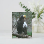 Stellers Eagle Briefkaart (Staand voorkant)