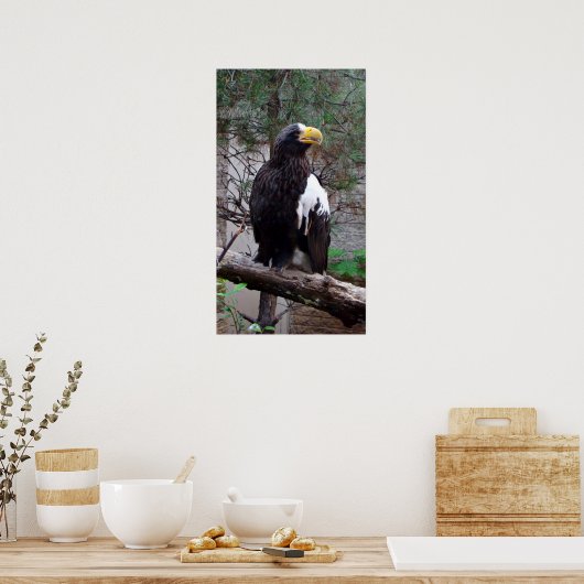 Stellers Eagle Poster (Keuken)