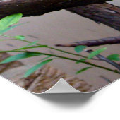 Stellers Eagle Poster (Hoek)