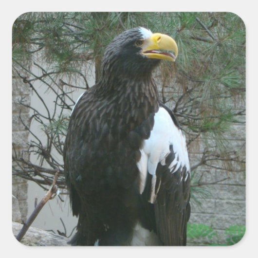 Stellers Eagle Sticker (Voorkant)