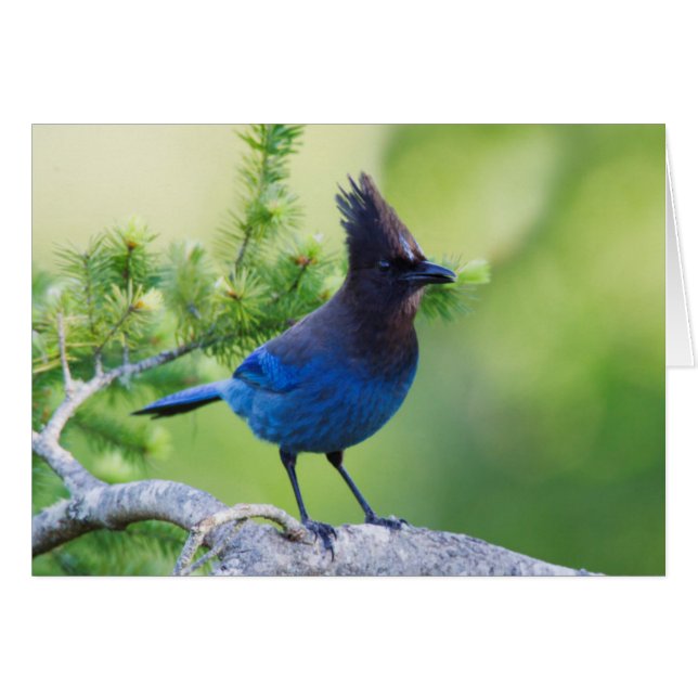 Stellers gaai (Voorkant Horizontaal)