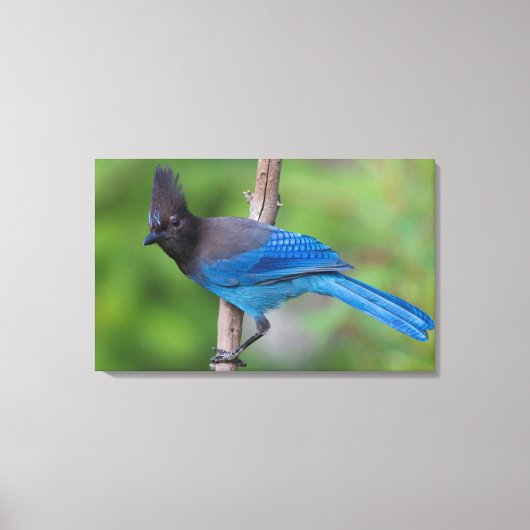 Steller's Gaai 1 Canvas Afdruk (Voorkant)