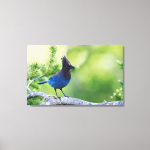 Stellers gaai canvas afdruk