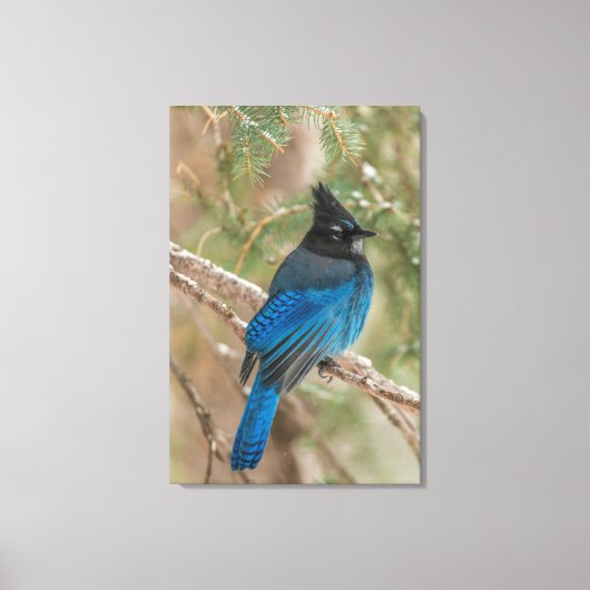 Stellers gaai in boom canvas afdruk (Voorkant)
