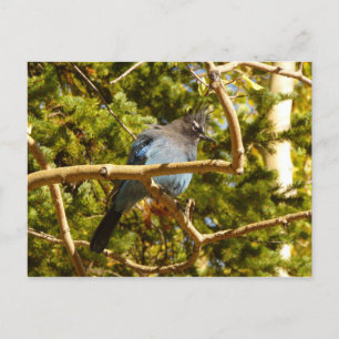 Stellers gaai in Rocky Mountain National Park Briefkaart