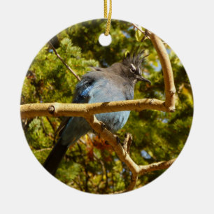 Stellers gaai in Rocky Mountain National Park Keramisch Ornament