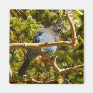 Stellers gaai in Rocky Mountain National Park Magneet