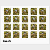 Stellers gaai in Rocky Mountain National Park Vierkante Sticker (Vel)