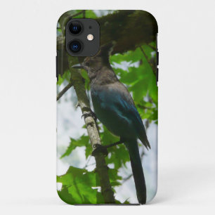 Stellers gaai in Yosemite National Park Case-Mate iPhone Case