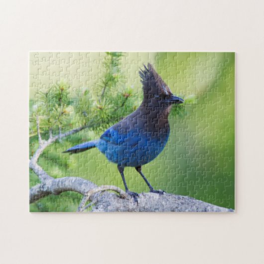 Stellers gaai legpuzzel (Horizontaal)