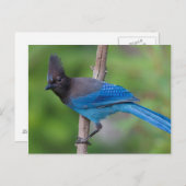 Steller's Jay 1 Briefkaart (Voorkant / Achterkant)