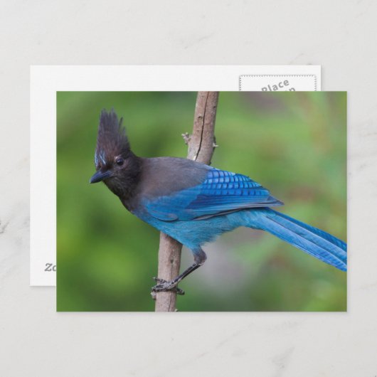 Steller's Jay 1 Briefkaart (Voorkant / Achterkant)