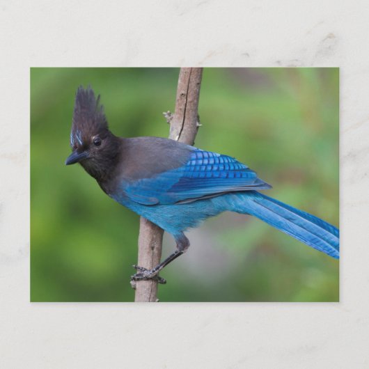 Steller's Jay 1 Briefkaart (Voorkant)