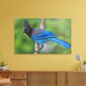 Steller's Jay 1 Canvas Afdruk (Insitu (Woonkamer))