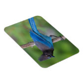 Steller's Jay 1 Magneet (Rechterzijde)