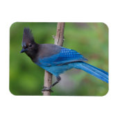 Steller's Jay 1 Magneet (Horizontaal)