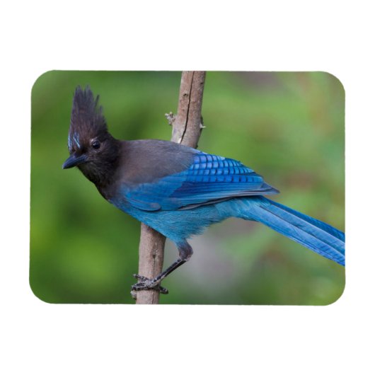 Steller's Jay 1 Magneet (Horizontaal)