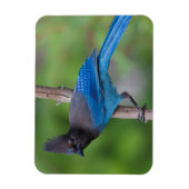 Steller's Jay 1 Magneet (Verticaal)