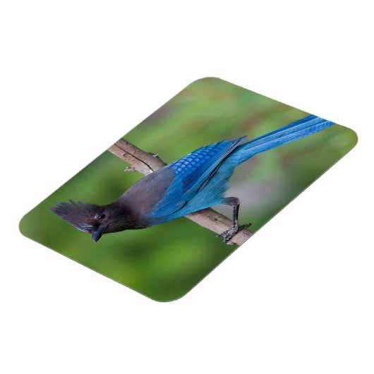 Steller's Jay 1 Magneet (Linkerzijde)