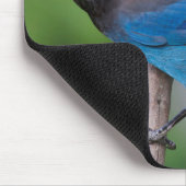 Steller's Jay 1 Muismat (Hoek)