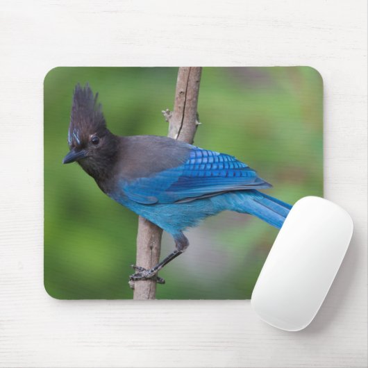 Steller's Jay 1 Muismat (Met muis)