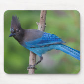 Steller's Jay 1 Muismat (Voorkant)