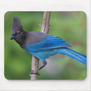 Steller's Jay 1 Muismat