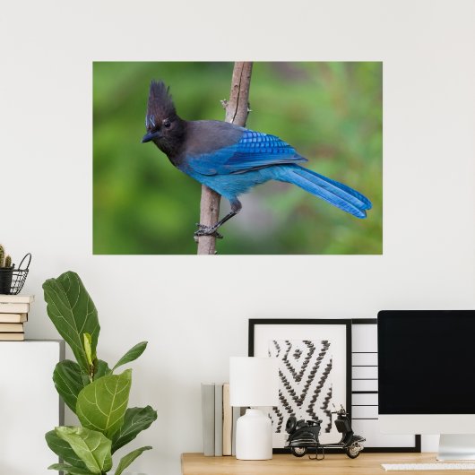 Steller's Jay 1 Poster (Thuiskantoor)