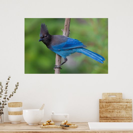 Steller's Jay 1 Poster (Keuken)