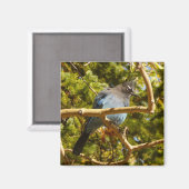 Steller's Jay at Rocky Mountain National Park Magneet (Voorkant / Achterkant)