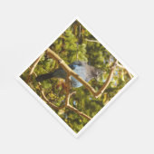 Steller's Jay at Rocky Mountain National Park Servet (Hoek)