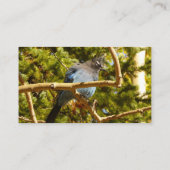 Steller's Jay at Rocky Mountain National Park Visitekaartje (Achterkant)